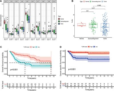 Toll-Like Receptor 4 as a Favorable Prognostic Marker in Bladder Cancer: A Multi-Omics Analysis